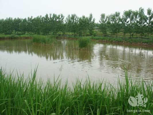 小龙虾养殖池塘水质管理—青苔的预防和治理方案篇