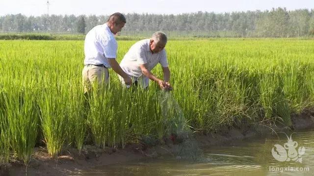 小龙虾究竟能不能用活水养殖呢？会产生什么影响？