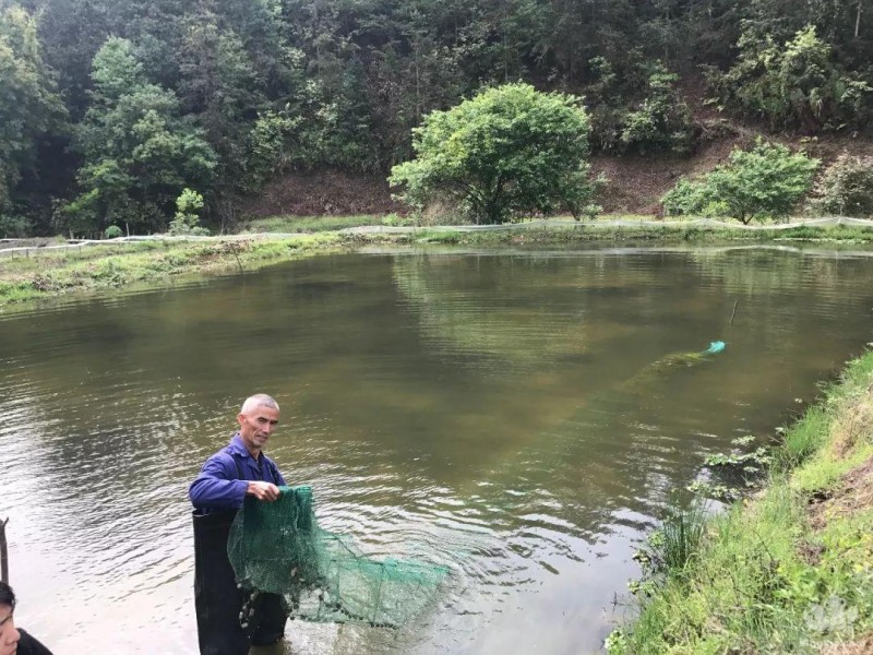 小龙虾养殖户应该了解什么是光合细菌，光合细菌的作用以及注意事项