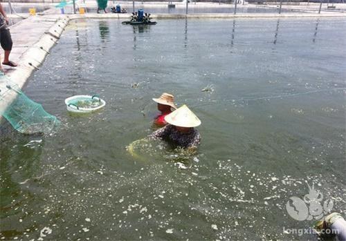 氨氮是作为虾塘水质的一项重要指标，那么到底什么是氨氮？它有什么作用？