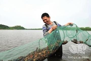 养殖户们有哪些比较好的小龙虾捕捞方法？