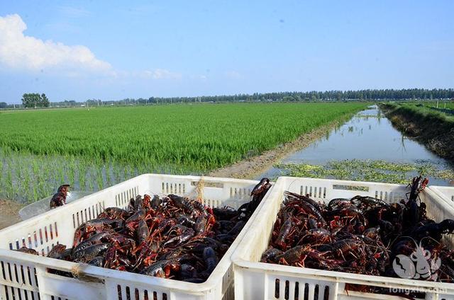 在稻田养殖小龙虾的过程中，稻田不平整会对小龙虾造成影响吗？