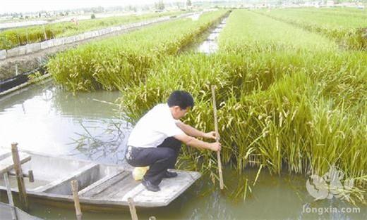 在稻田养殖小龙虾的过程中，稻田不平整会对小龙虾造成影响吗？