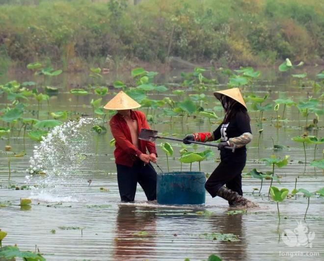 在湖北地区，虾苗什么时候开始放比较合适?