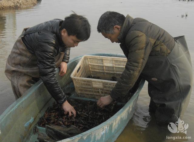 小龙虾养殖中喂食的作用尤为重要，如何进行科学投喂？