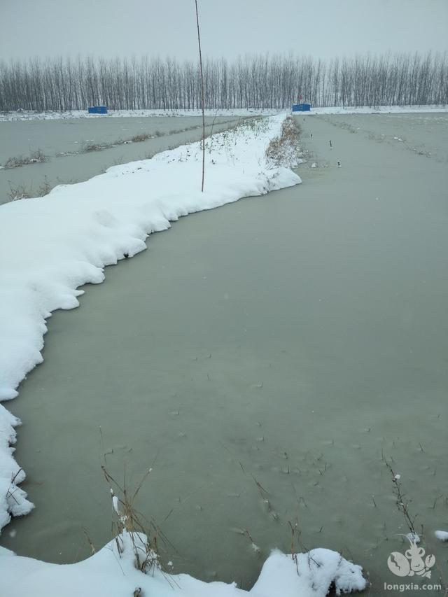 冰天雪地里探寻小龙虾苗