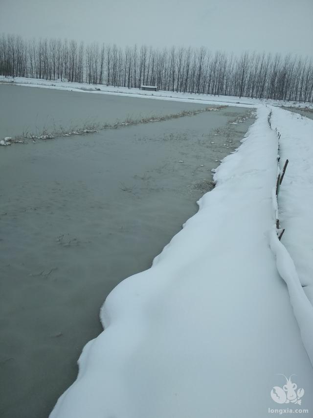 冰天雪地里探寻小龙虾苗