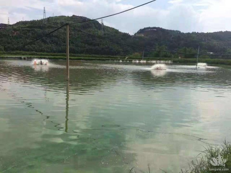 冬季频繁降雨，老师傅也很头疼！这时的虾该怎么养