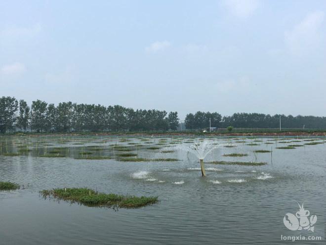 冬季频繁降雨，老师傅也很头疼！这时的虾该怎么养