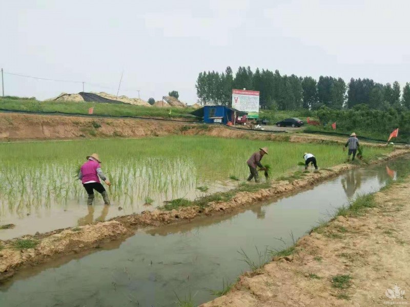 高产稻虾塘如何正确选址与开挖