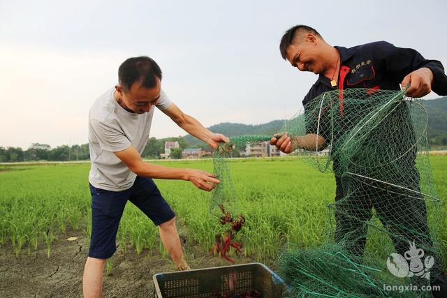 辛苦一年养出来的虾，买家拒“不认账”！不仅退款还要赔钱