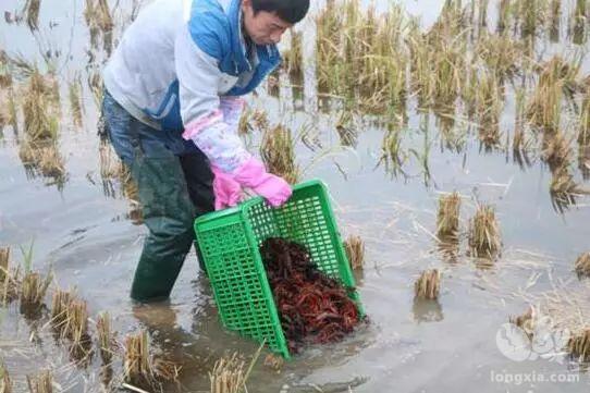 辛苦一年养出来的虾，买家拒“不认账”！不仅退款还要赔钱