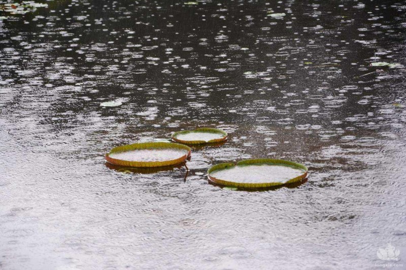 下雨天可以放虾苗吗?有哪些注意事项?