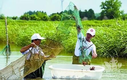 想提高稻田淡水龙虾养殖利润，需要掌握哪些技术