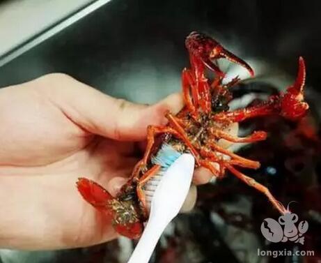 养殖淡水龙虾如何解决腹部黑的问题