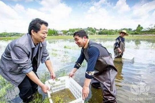 3月撞上倒春寒小龙虾塘如何管理