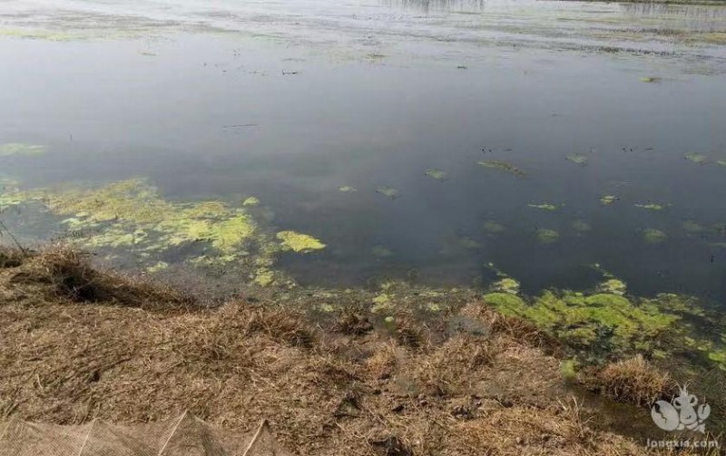 这是应对办法！五月能留多少虾，不全是天意