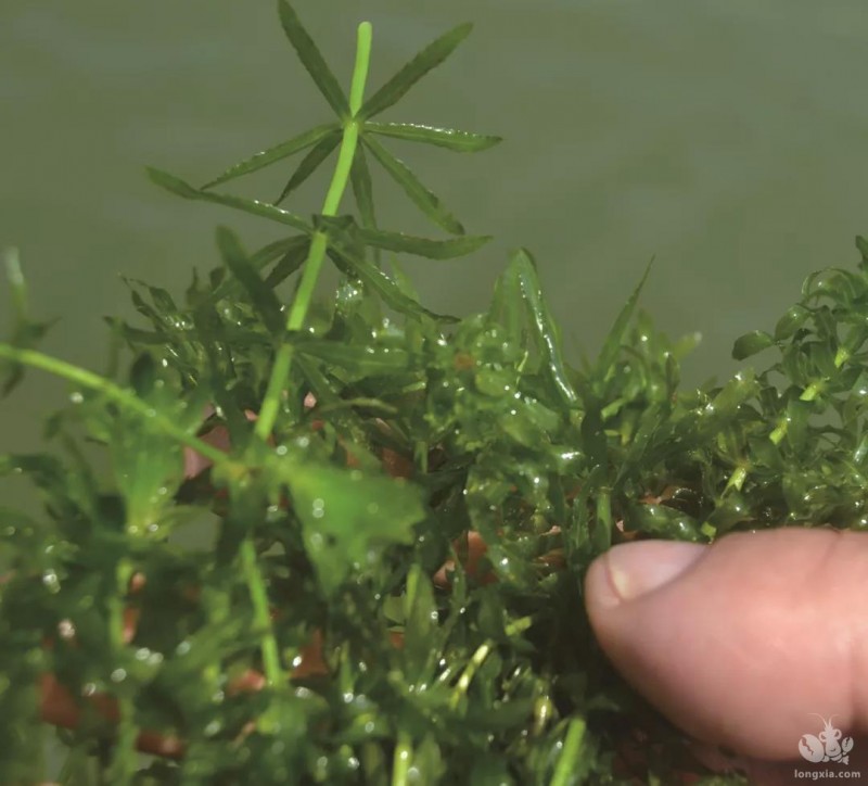 龙虾养殖：养龙虾看水草，这种水草不臭水