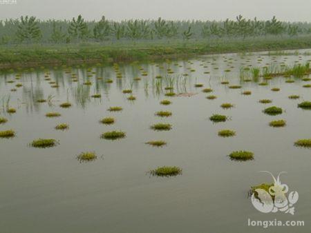 龙虾池桡足多，水肥不起来怎么办?