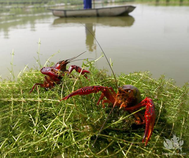 如何养出肥美大个头的小龙虾？谈谈小龙虾丰富的食物来源