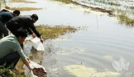 令人头疼的青苔爆塘，应该怎样去处理