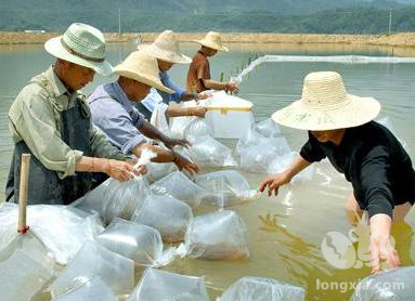 想要养好龙虾，那你放虾苗的时候可得讲究一点