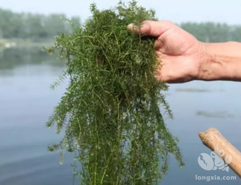 养殖户遇到水草挂脏要怎么办？