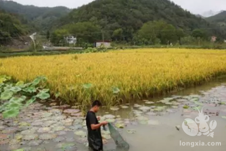 在夏天持续高温的情况如何养殖小龙虾？