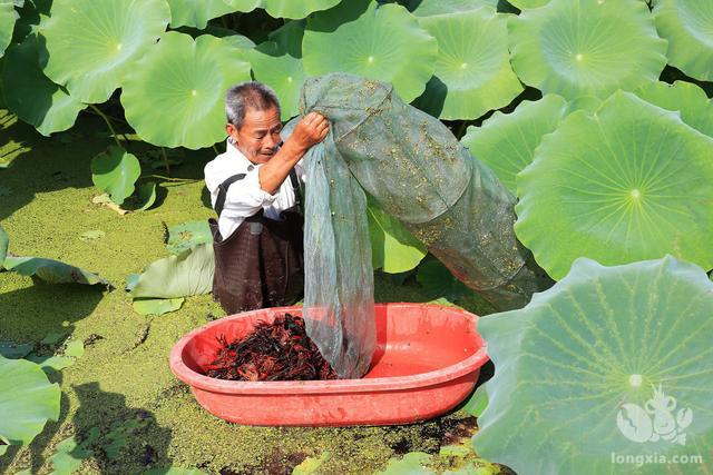 池塘精养小龙虾，饵料是否可以满塘撒洒？