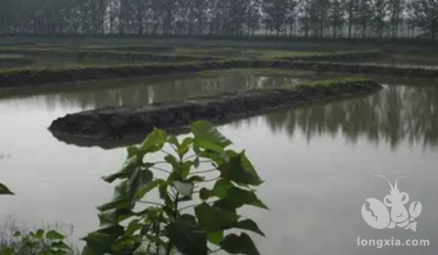 连续阴雨天，水产养殖户如何管理池塘