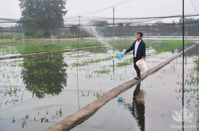 专家：小龙虾投喂量按体重百分比！老农：算不来，看两眼就行！