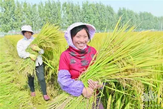 养殖小龙虾，大米糠能否作为饲料？