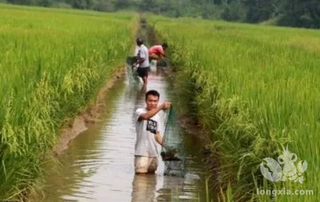 养殖户们在投喂时必须要科学投饲