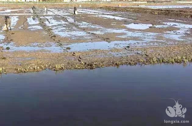 小龙虾池塘水质碱性重，用怎样的方法降碱？