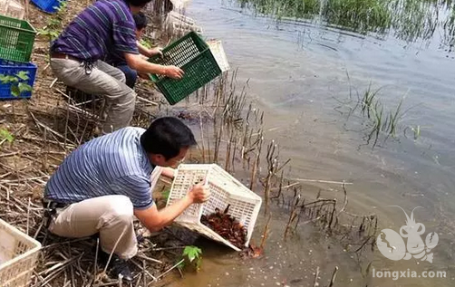 养虾的话光喂饲料可不行，这些也是好东西！