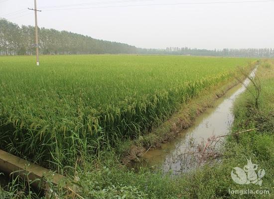 现在稻田要插秧了，怎么样能把田里的虾都推到沟地去?