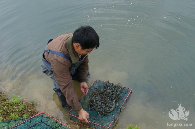 阴雨天小龙虾池塘管理要点