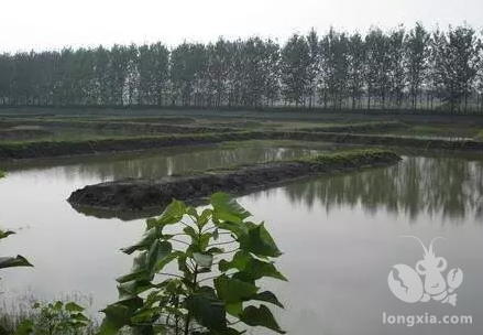 怎样判断，小龙虾的饵料投喂不足？