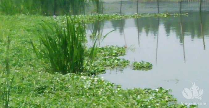 养小龙虾种植什么水草才好呢？