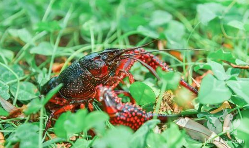 小龙虾养殖中都有哪些天敌生物呢？