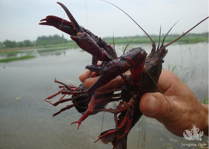 夏季养殖龙虾面对高温暴雨怎么办？这些窍门值得收藏！