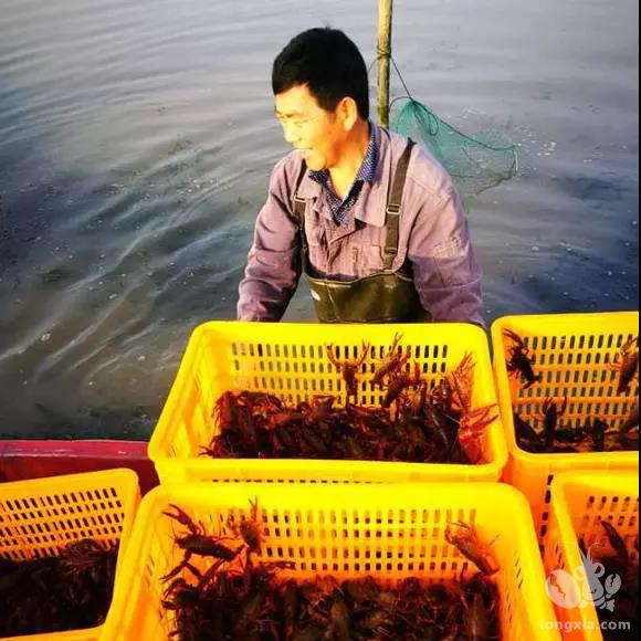 龙虾塘水草衰败、溶氧长期偏低、氨氮、亚盐反复超标、你为此感到束手无策？