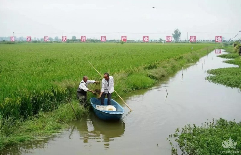 虾塘里的水草都没有了，6，7月份还怎么养虾？