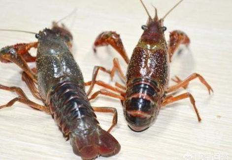 龙虾是杂食性生物，但是最爱吃的饵料有哪些呢？