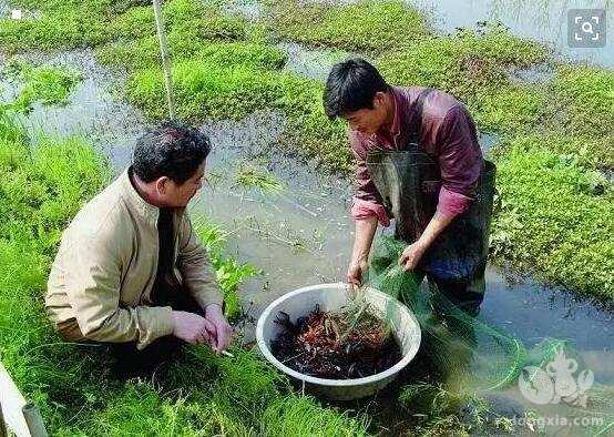 龙虾塘水草衰败、溶氧长期偏低，小龙虾到底怎么才能养好？