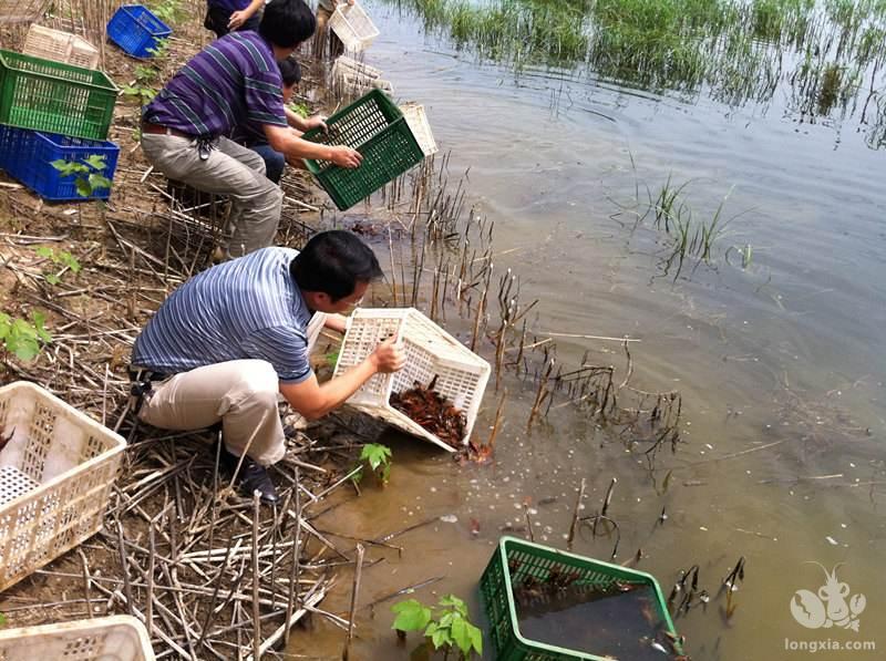 PH值高？蓝藻爆发？氨氮、亚盐居高不下？水草老化死亡？小龙虾大量死亡？