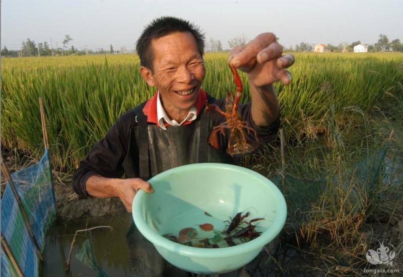 冬天龙虾塘里的青苔还有好处？那我们要不要处理青苔了？