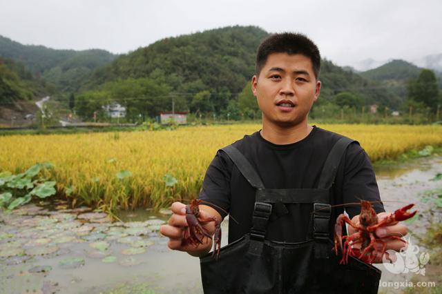 湖北地区小龙虾池塘管理方案