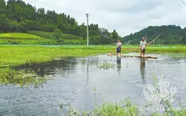 青苔问题困扰每个养殖户，都有哪些预防措施呢？