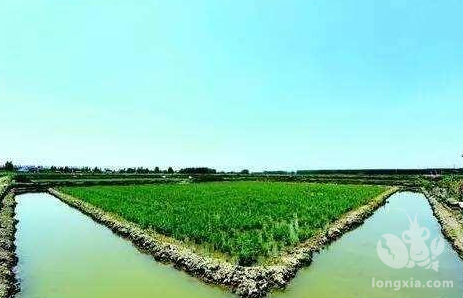 虾沟里没有水草，田里面已经栽上了水稻，可以投苗吗？